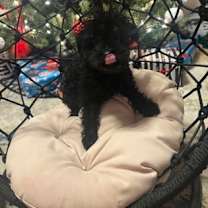 Thumbnail photo of Janice Soprano #1