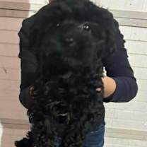 Thumbnail photo of Janice Soprano #2