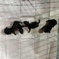 Thumbnail photo of Janice Soprano #3