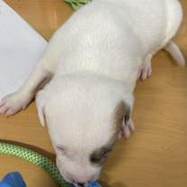 Thumbnail photo of 032404 - Cuddles #2