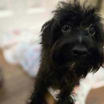 Thumbnail photo of Sammy The Diaper Dog #1