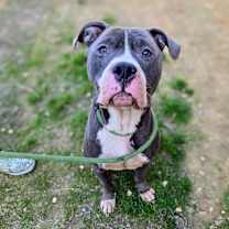 Thumbnail photo of Rex #1