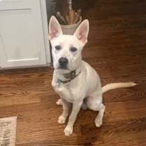 Thumbnail photo of Hank #1