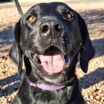 Thumbnail photo of Molly #1