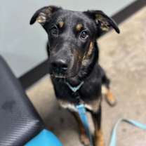 Thumbnail photo of Hitch #2