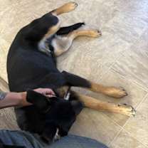 Thumbnail photo of Hitch #3