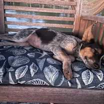 Thumbnail photo of Roxanne #4