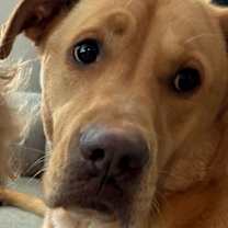 Thumbnail photo of Petunia #4