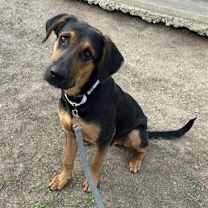 Thumbnail photo of Jax #2