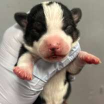 Thumbnail photo of Gabe #3