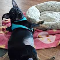 Thumbnail photo of Holly #3