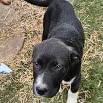 Thumbnail photo of Lyric #3