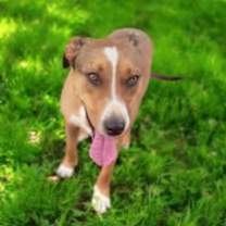 Thumbnail photo of Whiskey SOS>2 yr in rescue #1