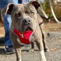 Thumbnail photo of Violet #3