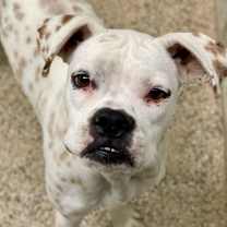 Thumbnail photo of Wallis #1