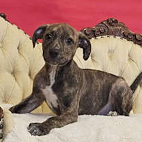 Thumbnail photo of Tom Buchanan #3