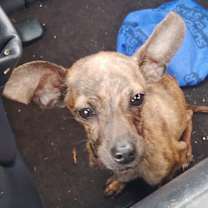 Thumbnail photo of Clovis #2