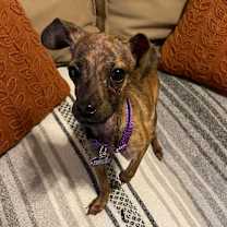 Thumbnail photo of Clovis #3