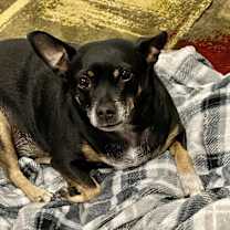 Thumbnail photo of Papa #2