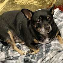 Thumbnail photo of Papa #3