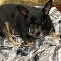 Thumbnail photo of Papa #4