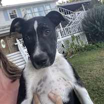 Thumbnail photo of Bojangles #3