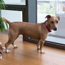 Thumbnail photo of Sparkle the dog #4