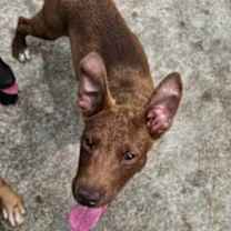 Thumbnail photo of Caine #3