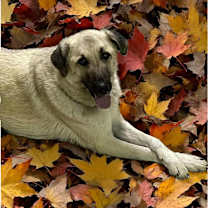 Thumbnail photo of Charlie looking for my family! #3