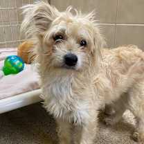 Thumbnail photo of Blondie #1