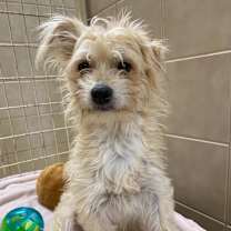 Thumbnail photo of Blondie #2