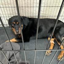 Thumbnail photo of Shagy #2