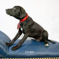Thumbnail photo of Cooper 1 #3