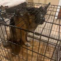 Thumbnail photo of King #4