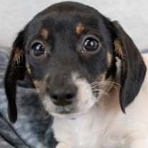 Thumbnail photo of Zeb #1