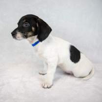 Thumbnail photo of Zeb #4