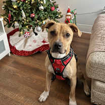 Thumbnail photo of Daisy in CT #1