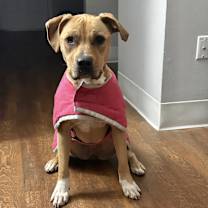 Thumbnail photo of Daisy in CT #2