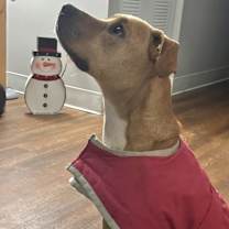 Thumbnail photo of Daisy in CT #4