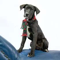 Thumbnail photo of Leo #1