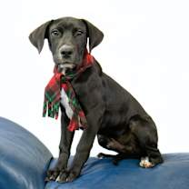 Thumbnail photo of Leo #2