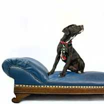 Thumbnail photo of Leo #3