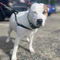 Thumbnail photo of Pennie #2