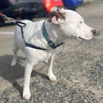 Thumbnail photo of Pennie #3