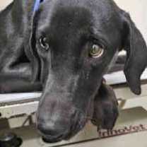 Thumbnail photo of Jodie #1