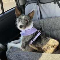 Thumbnail photo of Iris #1