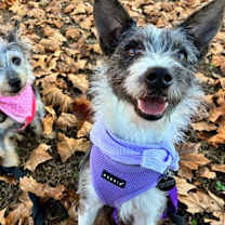 Thumbnail photo of Iris #2