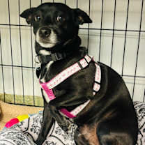 Thumbnail photo of King #2