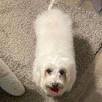 Thumbnail photo of Bella #2