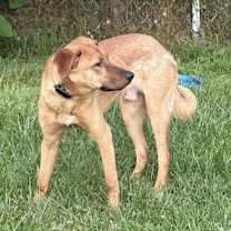 Thumbnail photo of Bandit #2